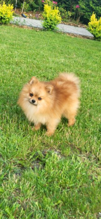 Szpic pomeranian reproduktor,szczenięta