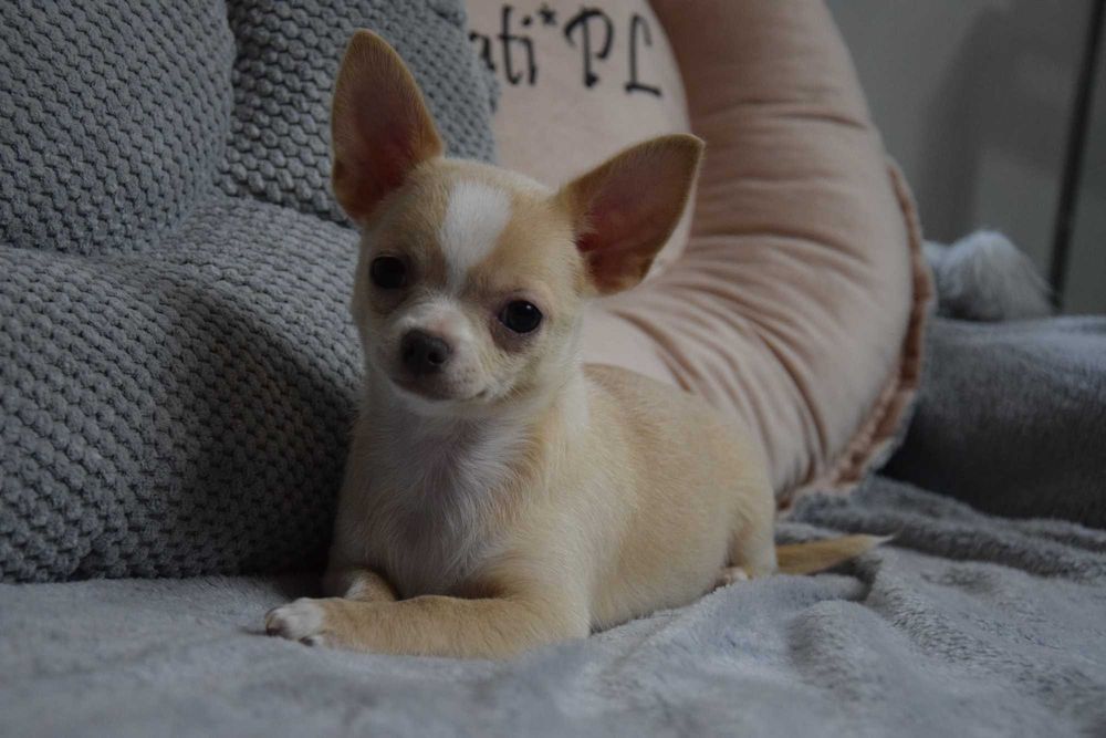 Chihuahua krótkowłosa - suczka