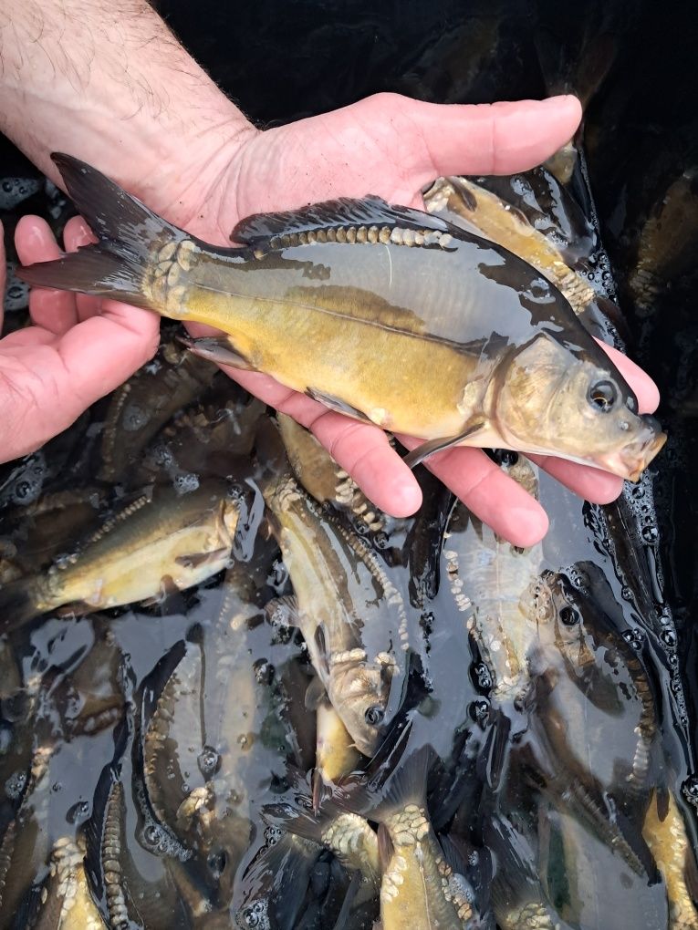 Karp narybek kroczek 15-20cm Lin, Jesiotr