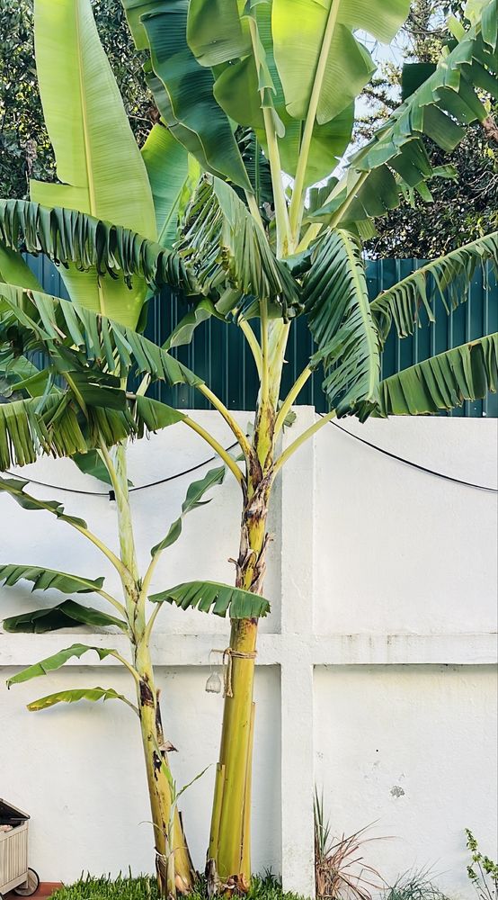 Bananeiras para vaso ou terra