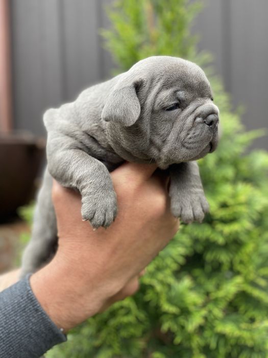 blue solid без білого хлопчик