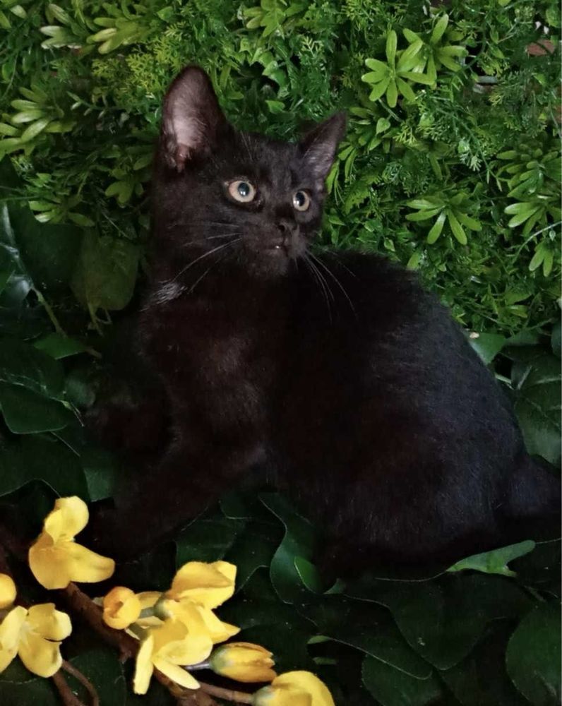 Czarne koty do adopcji