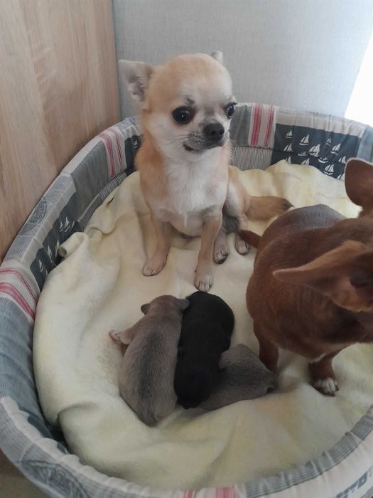 Маленьке щастячко шукає відповідальних батьків