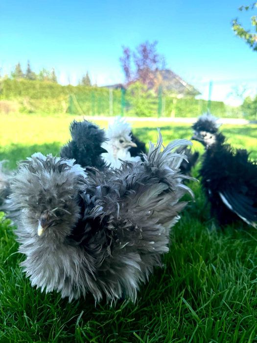 Jajka lęgowe siłka USA jedwabiste lub satyna