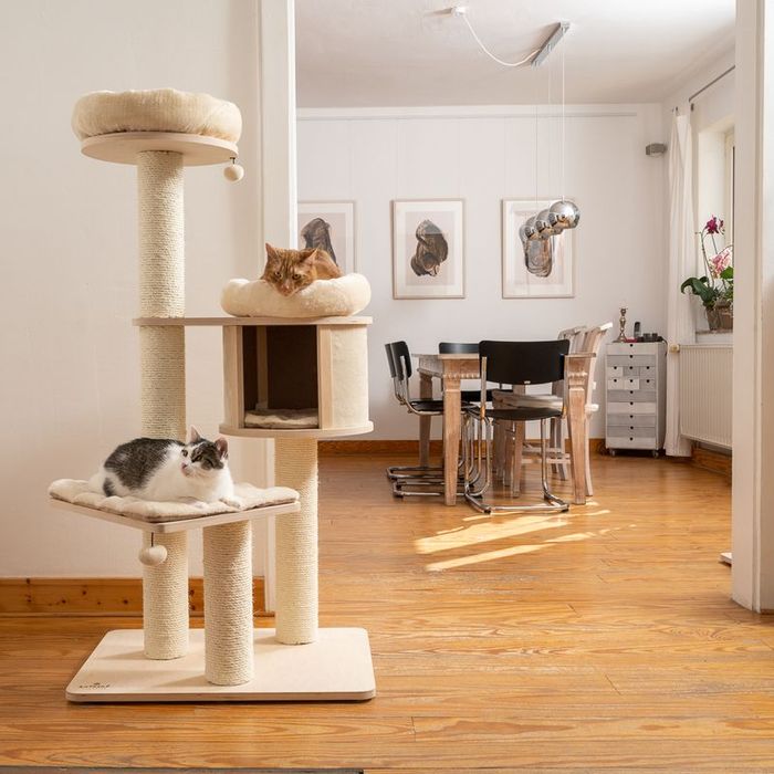 Natural Paradise Drapak Dla Kota Magnolia L Kremowy 78X81X137Cm DUŻY