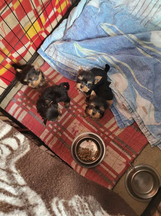 York Terrier miniaturka XS piesek PASZPORT!!!
