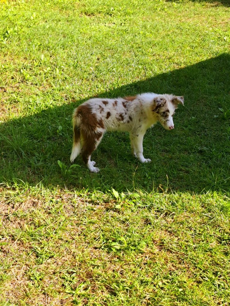 Pies Border Collie