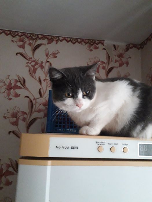 Мила кішечка шукає добрий дім