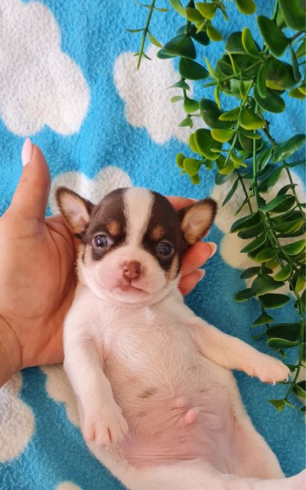 Excelente chocolate Chihuahua/Chiuaua mini, Linhagem Russa, Qualidade