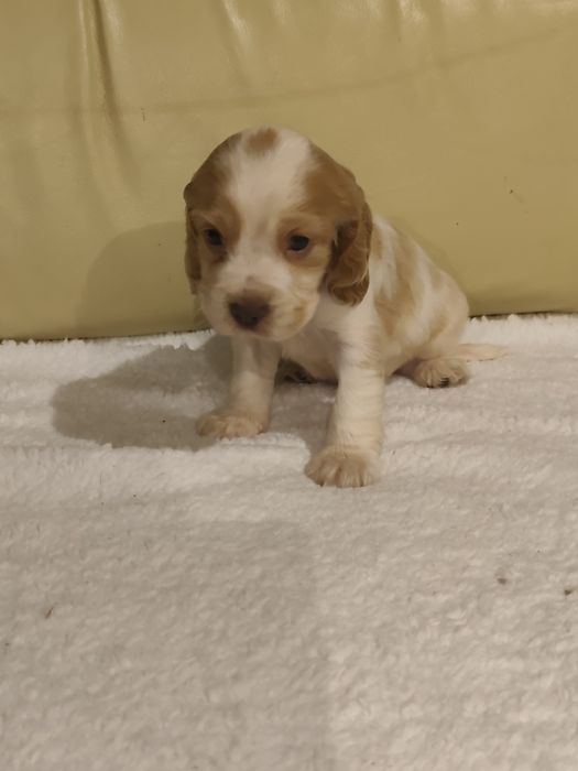 Cocker Spaniel MENINO