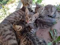 Koty kotki kociaki słodziaki ;-)