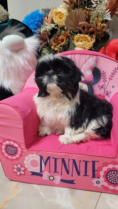 Śliczny piesek shih tzu z wyprawka