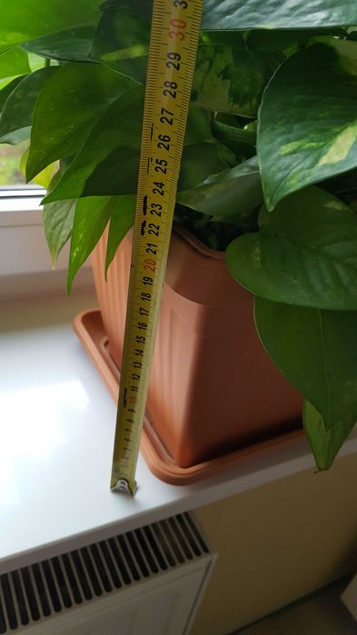 pnący kwiat doniczkowy - okaz  3 letni- epipremnum złociste