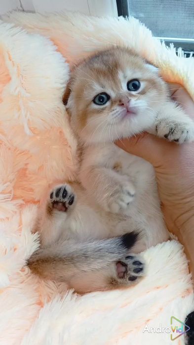 Неймовірна красунечка золота шиншила. Шотландська висловуха дівчинка