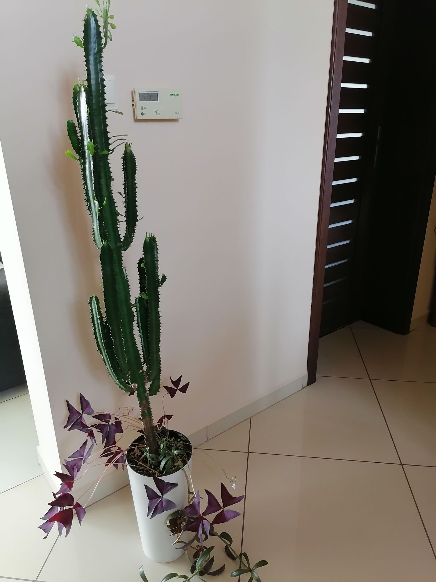 Kwiat doniczkowy kaktus wilczomlecz