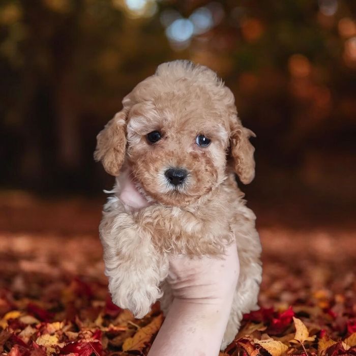 Хлопчик той пудель. Apricot