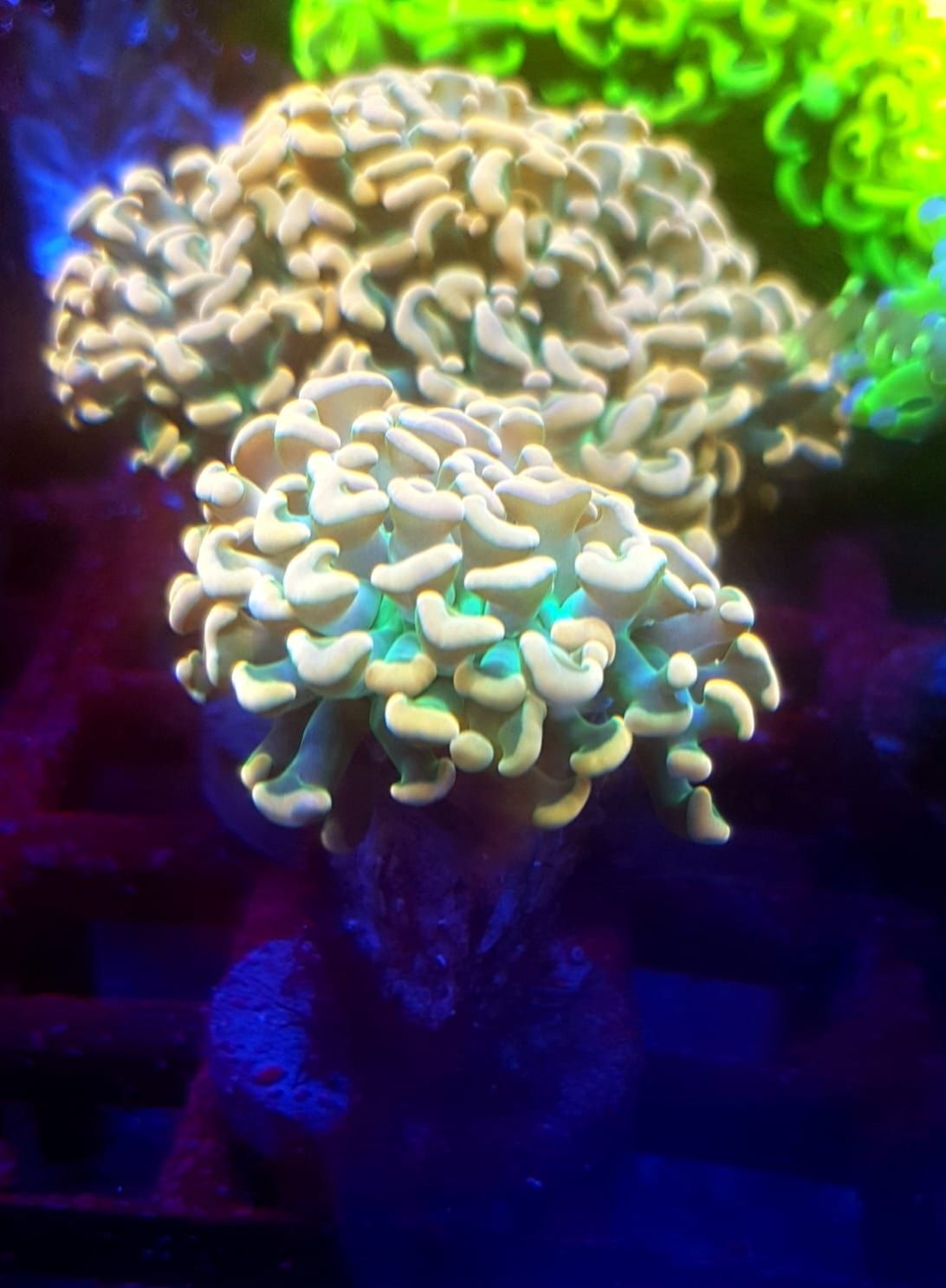 Euphyllia ancora gold nr 1. Koralowiec LPS . Akwarium morskie