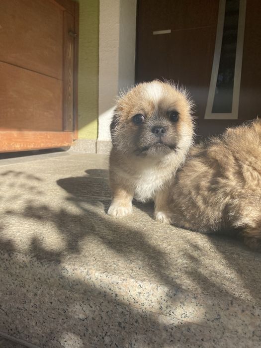 Oddam pieski w dobre rece