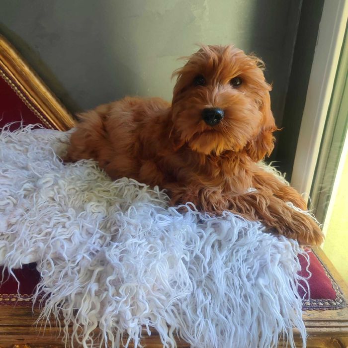 Cockapoo > Cocker Spaniel & pudel > dostępny ostatni  piesek  .