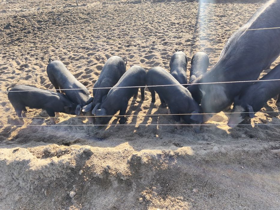 Vendo leitões com 2 meses