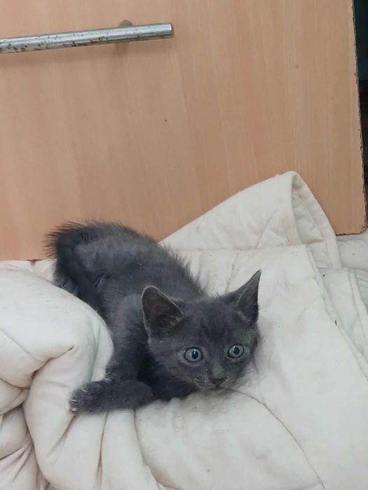 Братик та сестричка кошенята мріють знайти власну люблячу родину