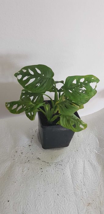 Monstera Monkey Mask Dekoracyjna 3w1 Małpka Liście z Dziurami