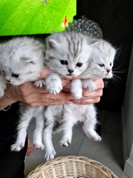 Śliczny brytyjczyk silver tabby