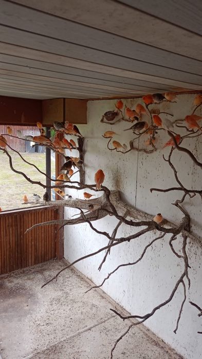 Sprzedam kanarki 80zł