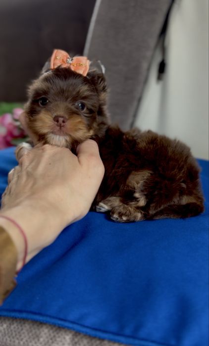Yorkshire Terrier choco , choco tan , czekolada  suczka