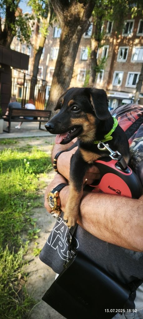 Віддам цуценя в добрі ручки