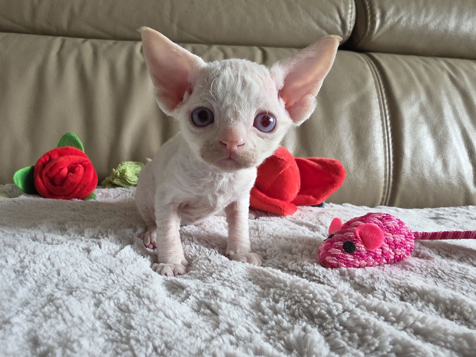 Devon Rex - Kasper - Dostępny Kocurek Point z Niebieskimi Oczkami