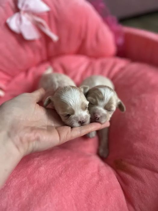 Милые Мальтипу Днепр Мальтипу болонка Мальтипу гипоаллергенный