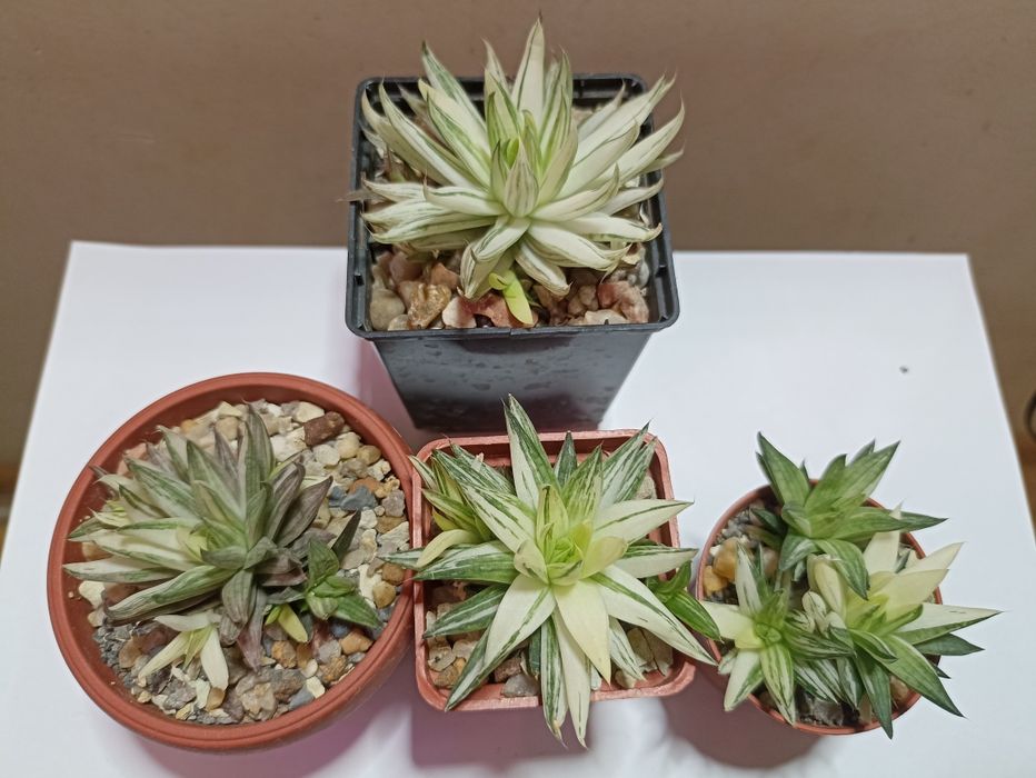 Haworthia Vittata Variegata