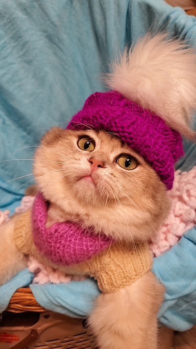 Нежные маоыши. Ручеые котята золотая шиншилла.