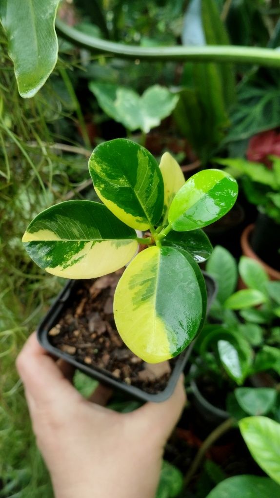 Фікус ficus formosa variegata