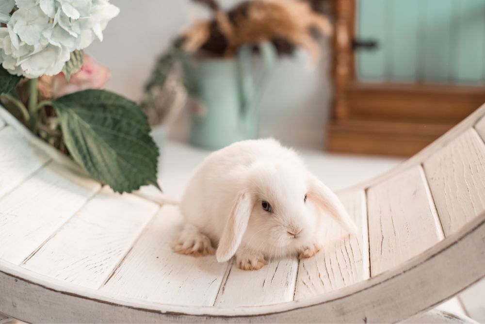 Кролик декоративний Міні Лоп