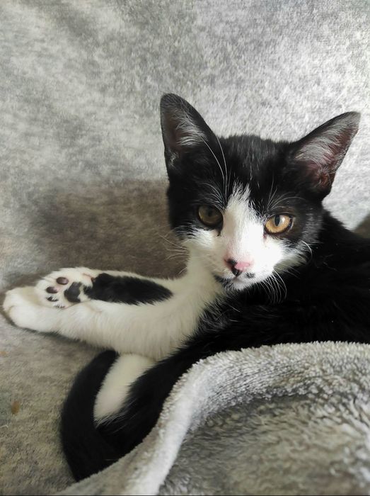 Красивый котик (мальчик), черно-белый кот, котенок даром
