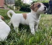 Jack russell terrier suczka szczeniak
