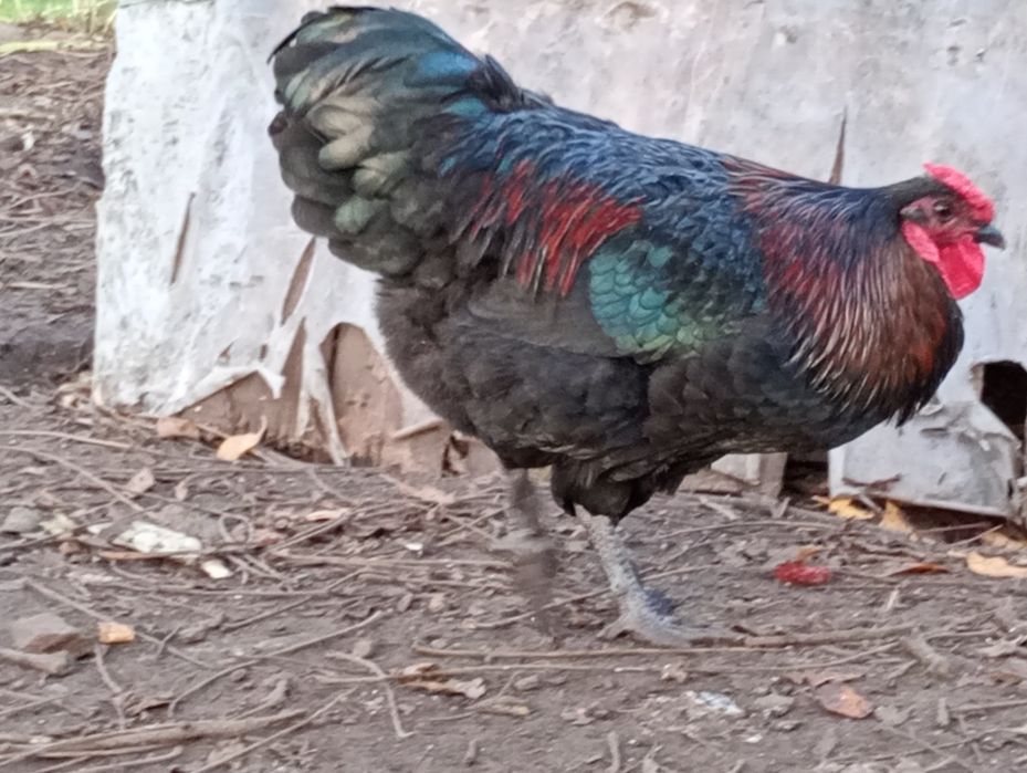 Sprzedam koguta z kwietnia 2025 roku