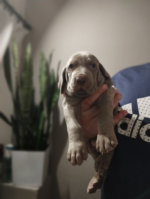 Wyżeł weimarski piesek srebrzystoszary do odbioru przed Świętami