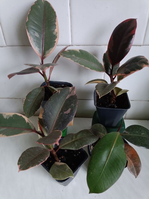 Фікус Беліз та Фікус Робуста