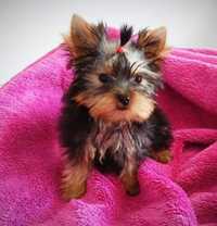 Yorkshire terrier xxs 4 miesiące 80 dkg