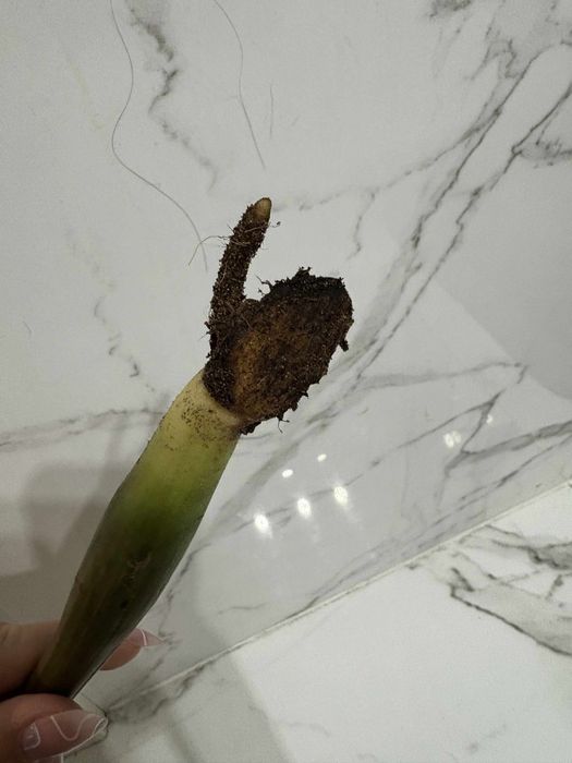 zamiokulkas variegata