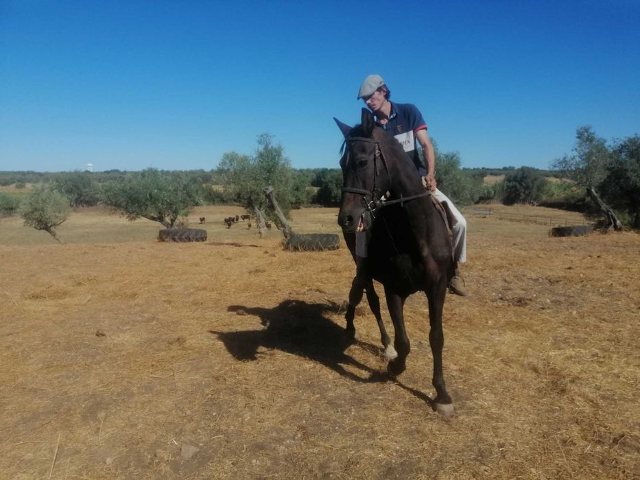 Cavalo capado montado e engatado