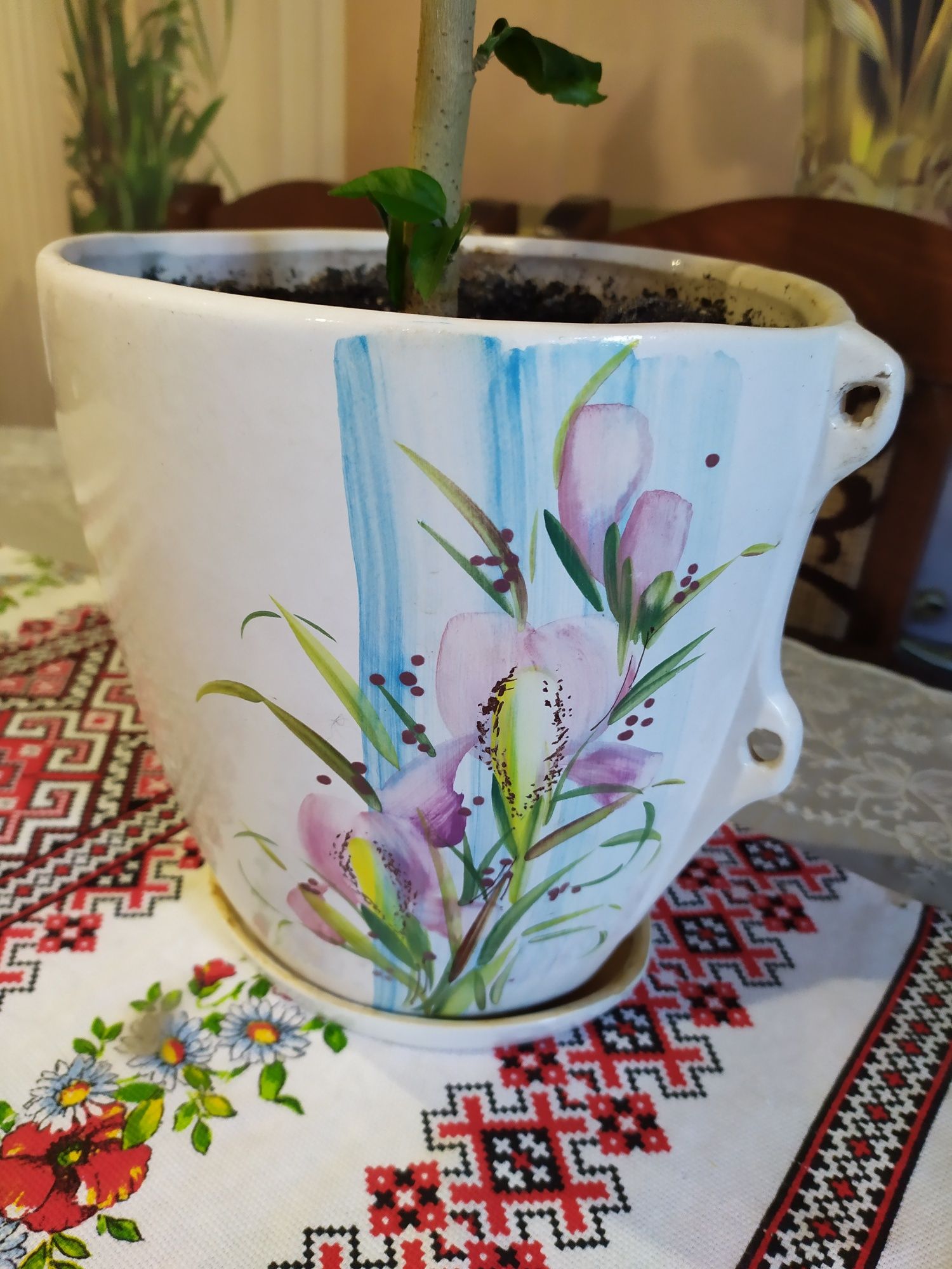 Продам розу китайскую, 6лет