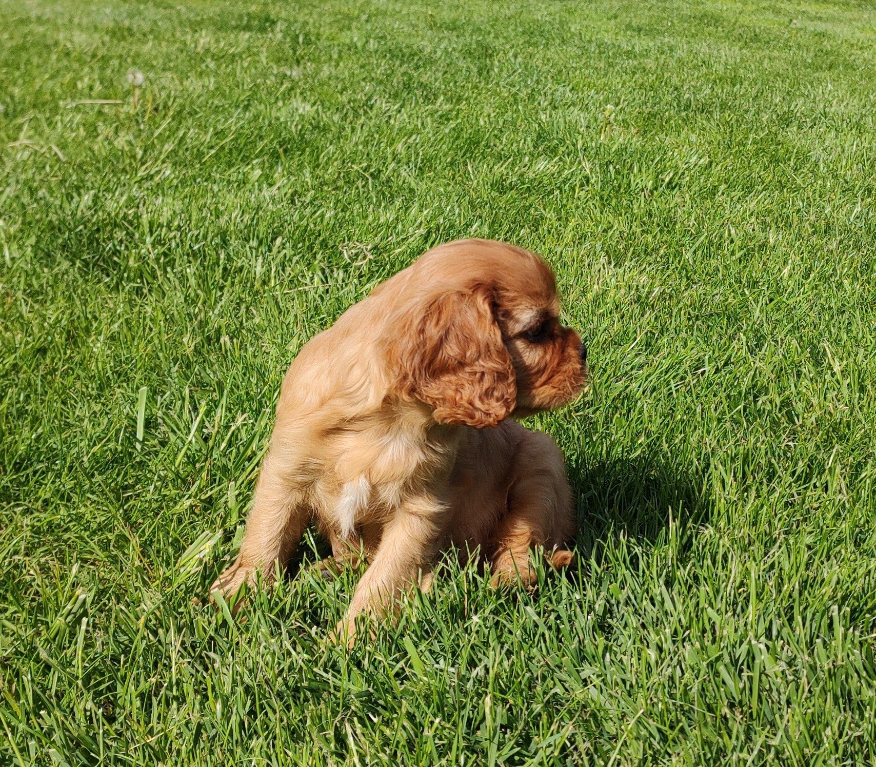 Cavalier King Charles Spaniel suczka Ruby