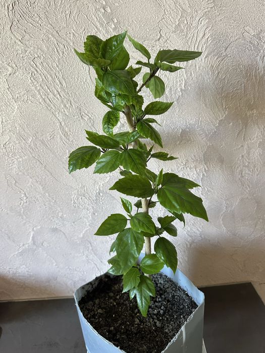 Гібіскус - китайська роза.