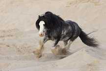 Stanowka ogierem Gypsy Cob/Irish Cob/ Tinker, MODEL