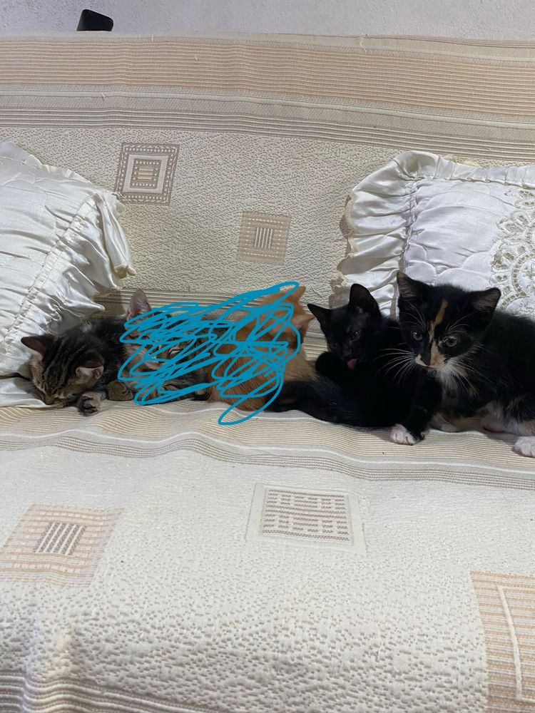 Gatinhos para adoção