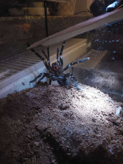 Ptasznik Pająk Hysterocrates gigas samica 5,5 DC z terraraium